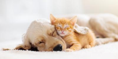 tan dog and cat cuddling